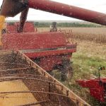 E se não fosse o Brasil?