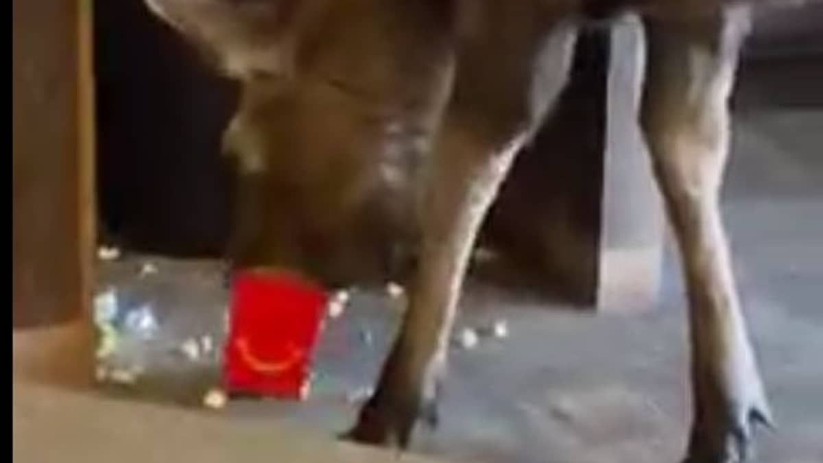 Vídeo: alce entra em cinema, come pipoca e vai embora 