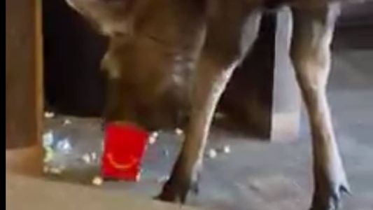 Alce comeu a pipoca e, em seguida, foi embora