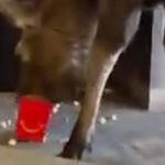 Vídeo: alce entra em cinema, come pipoca e vai embora 