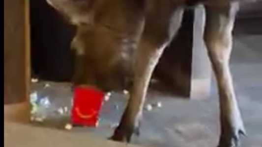 Alce comeu a pipoca e, em seguida, foi embora