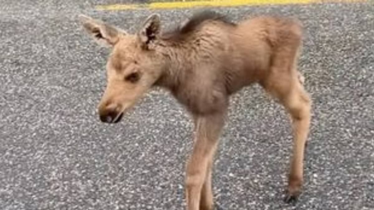 Homem é demitido do emprego após salvar bebê alce de ataque de urso