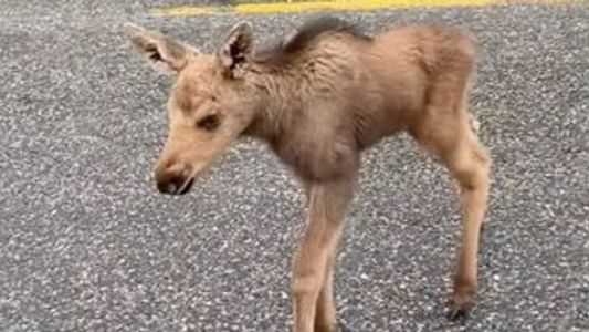 História de alce viralizou nas redes sociais