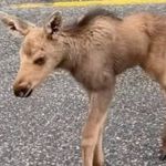 Homem é demitido do emprego após salvar bebê alce de ataque de urso