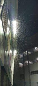 Cupins de asa foram vistos em vários bairros de BH