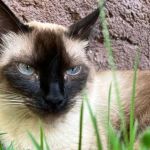 Gatos têm quase 300 expressões faciais diferentes, revela pesquisa  