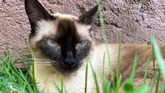 Além das expressões o estudo revela uma profundidade social 'surpreendente' dos felinos