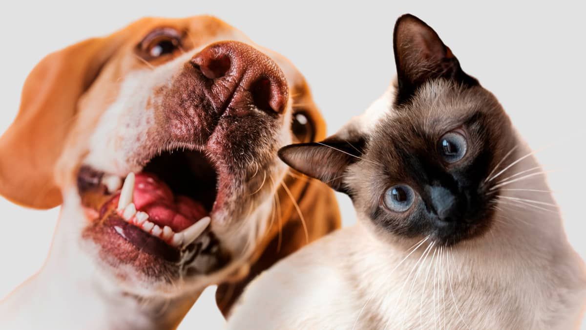Castração de cães e gatos: veja opções acessíveis na Grande BH