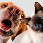 Castração de cães e gatos: veja opções acessíveis na Grande BH