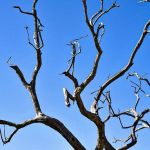 Tempo seco: Minas tem alerta de baixa umidade do ar que pode chegar a 20% nesta segunda-feira  