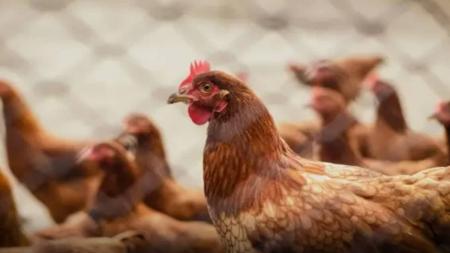 Alerta de gripe aviária no Brasil
