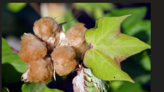Algodão em tom de marrom claro, tem também os avermelhados e o verde claro