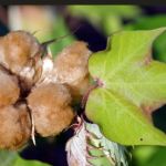 Quem disse que algodão tem que ser branco? 