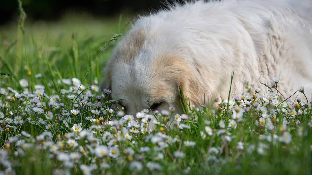 Saiba quais são as seis plantas mais comuns em casa que são tóxicas para cães