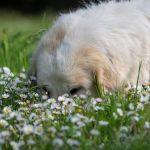 Saiba quais são as seis plantas mais comuns em casa que são tóxicas para cães