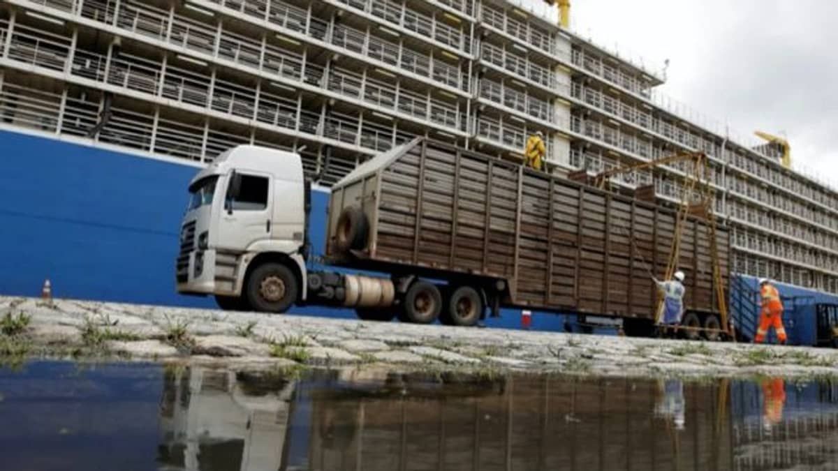 Boi vivo em navio pode ser proibido no Brasil 