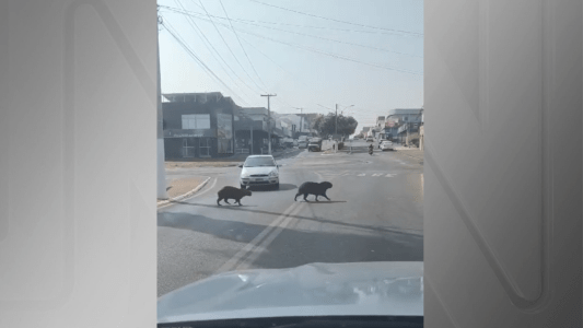 Vídeo: motorista não espera família de capivaras atravessar rua e é multado em GO | CNN Brasil