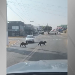 Vídeo: motorista não espera família de capivaras atravessar rua e é multado em GO