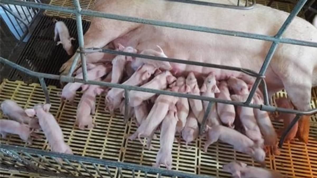 Leitoa dá  à luz 41 filhotes em Santa Catarina!