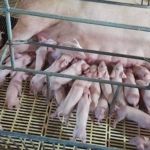 Leitoa dá  à luz 41 filhotes em Santa Catarina!