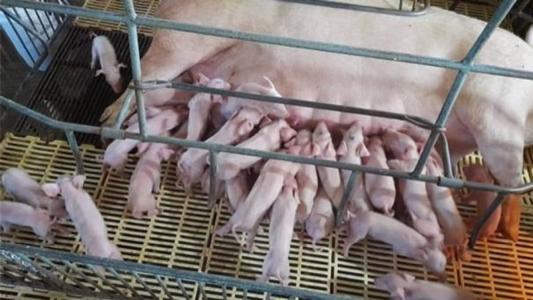 'Amas de leite' ajudam leitoa a alimentar os 41 filhotes