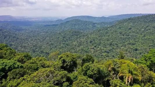 Na Amazônia, o percentual de mortalidade das árvores aumentou nos últimos anos