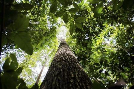Desmatamento na Amazônia tem queda de mais de 20%, diz Inpe | CNN Brasil