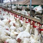 Brasil tem 'alerta máximo' para casos de gripe aviária, diz ministério