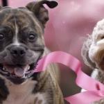 American Bully ataca Poodle em Araxá e é contido pelo Corpo de Bombeiros