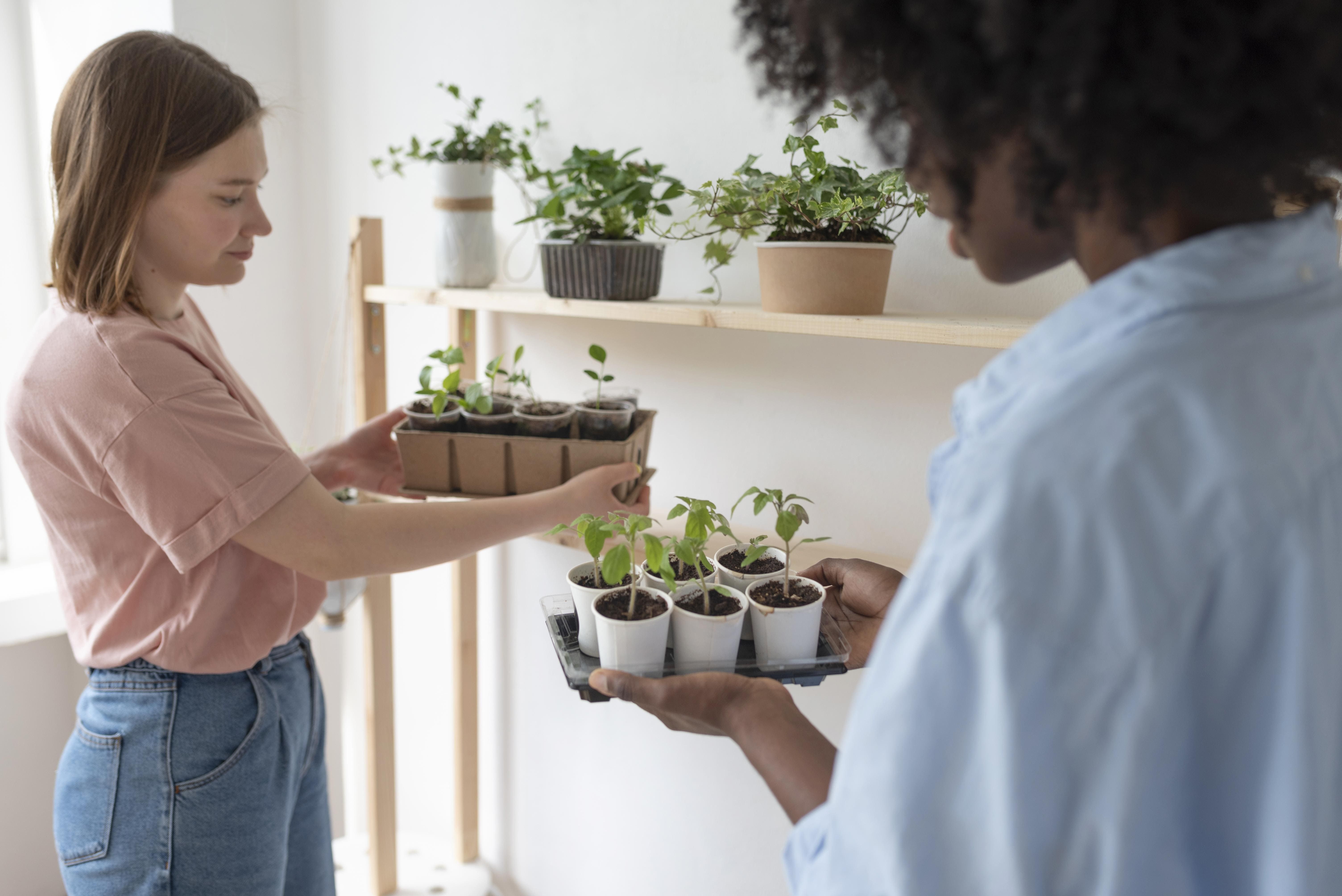 Por que usar bicarbonato em plantas de interior e quais são seus benefícios?