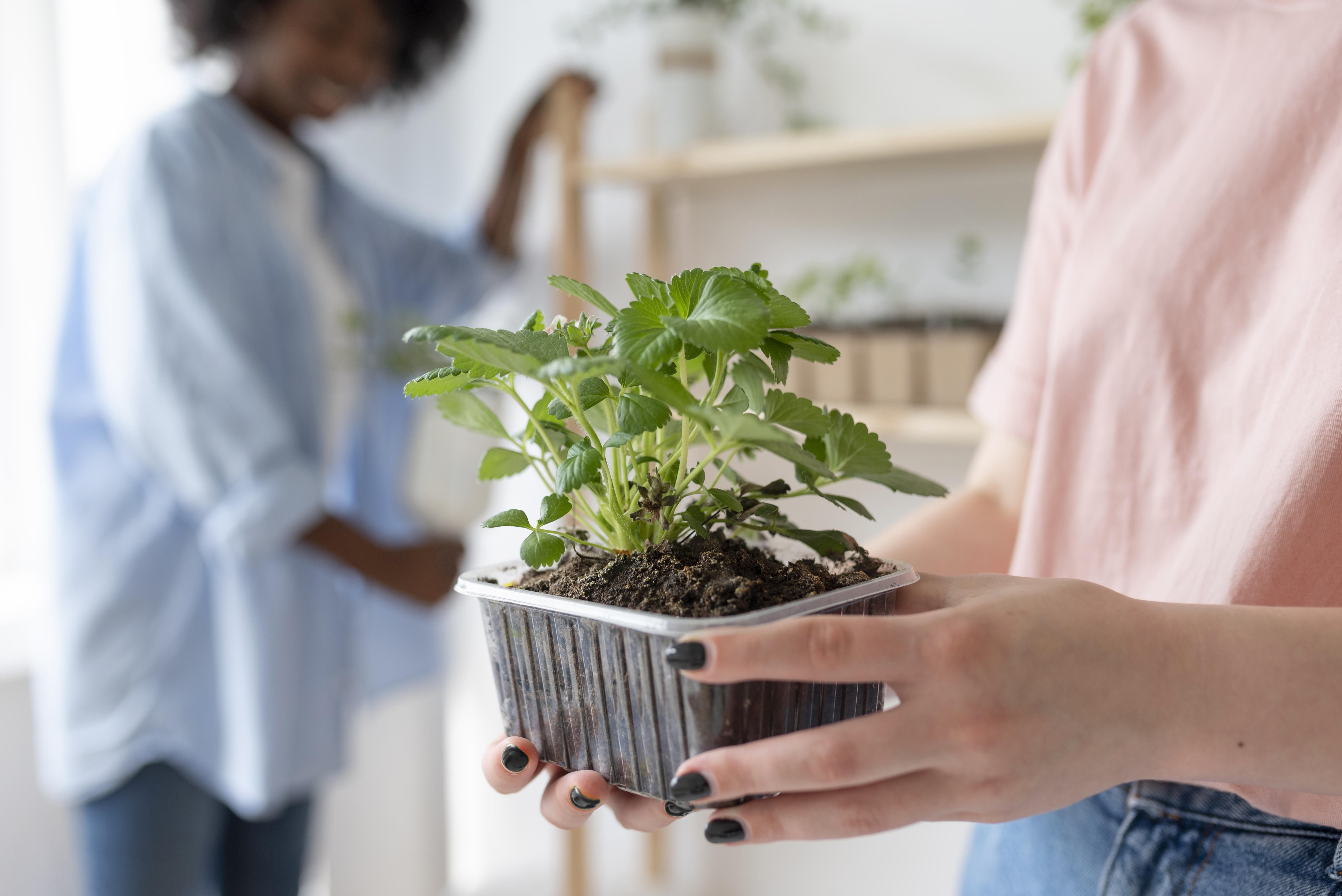 Sabores sem agrotóxicos: confira dicas para ter a sua horta em casa