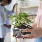Sabores sem agrotóxicos: confira dicas para ter a sua horta em casa