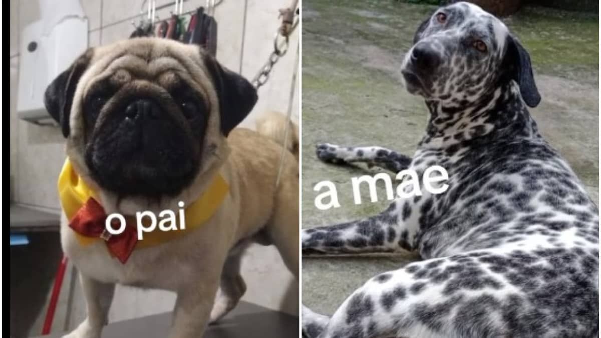 Vídeo: pug cruza com dálmata e filhotes viralizam na internet: 'Como ele conseguiu?'