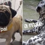 Vídeo: pug cruza com dálmata e filhotes viralizam na internet: 'Como ele conseguiu?'