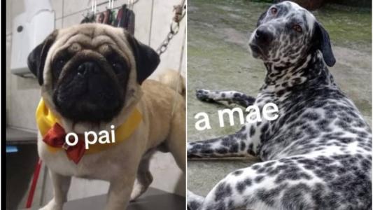 Amizade de anos resulta em sete filhotes