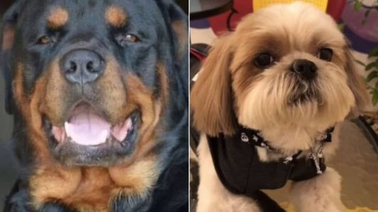 Amor entre rottweiler e shih-tzu gerou o pequeno Chico Theodoro