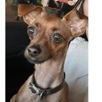 Família procura por Pinscher que sumiu em Contagem; cachorro é suporte emocional de criança