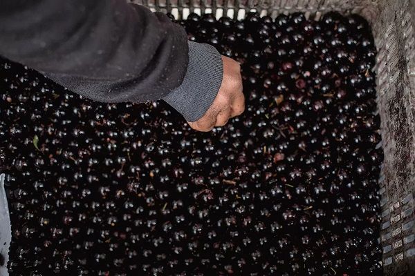 Projeto busca transformar a jabuticaba em símbolo econômico de Ouro Preto