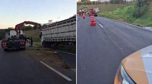Anel Rodoviário de BH tem trânsito liberado 12 horas após caminhão com bois tombar