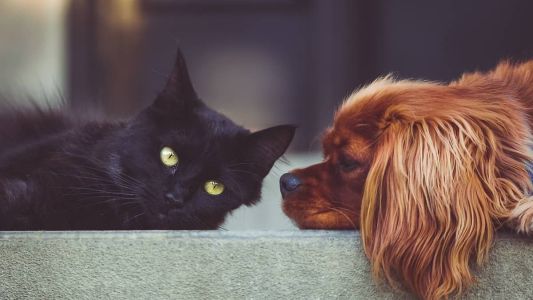 Caso a denúncia não seja feita, o estabelecimento pode sofrer penalidades