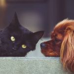 Veterinários terão que denunciar casos de maus-tratos contra animais 