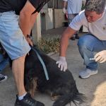 BH tem campanha de vacinação contra raiva neste sábado (23)