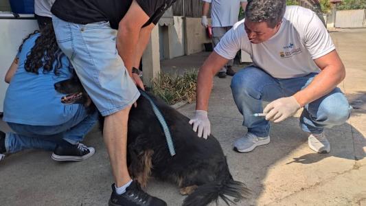 Animais a partir de três meses de idade podem ser vacinados