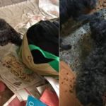 Projeto da UFMG trabalha com agentes de saúde pública para lidar com acumuladores de animais