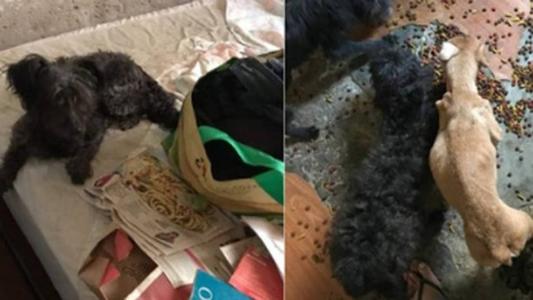 Animais acumulados costumam ser mantidos em locais insalubres e sem o tratamento adequado