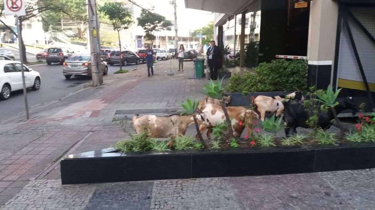 Cabras são flagradas passeando pela av. Raja Gabaglia, em BH: 'Estavam atravessando em zigue zague'