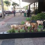 Cabras são flagradas passeando pela av. Raja Gabaglia, em BH: 'Estavam atravessando em zigue zague'