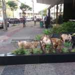 Cabras são flagradas passeando pela av. Raja Gabaglia, em BH: 'Estavam atravessando em zigue zague'