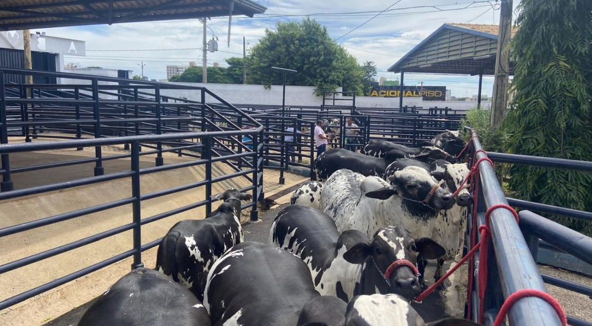 Parque Fernando Costa, em Uberaba, começa a receber os primeiros animais da 89ª Expozebu