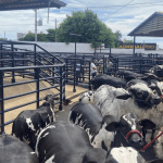 Parque Fernando Costa, em Uberaba, começa a receber os primeiros animais da 89ª Expozebu
